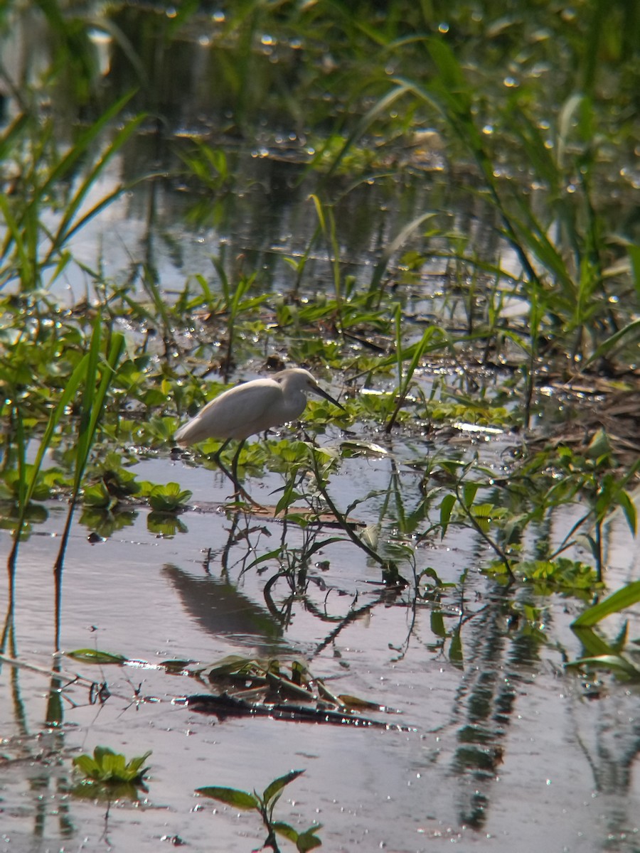 ユキコサギ - ML646990526