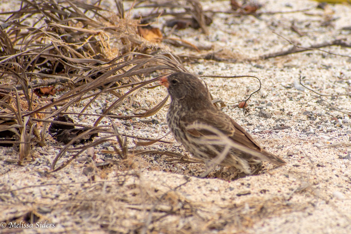 Common Cactus-Finch - ML646990527