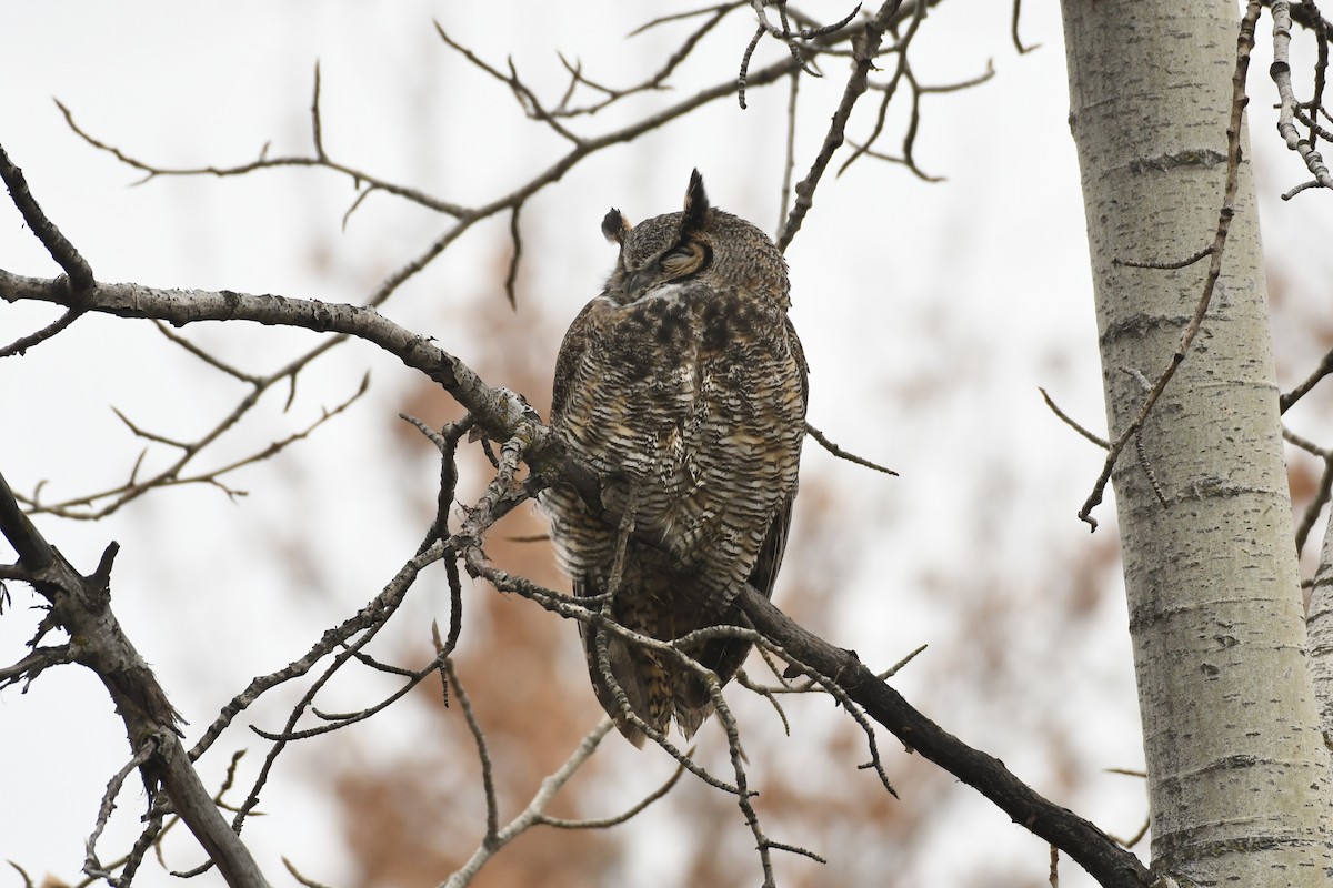 Búho Americano - ML646990529