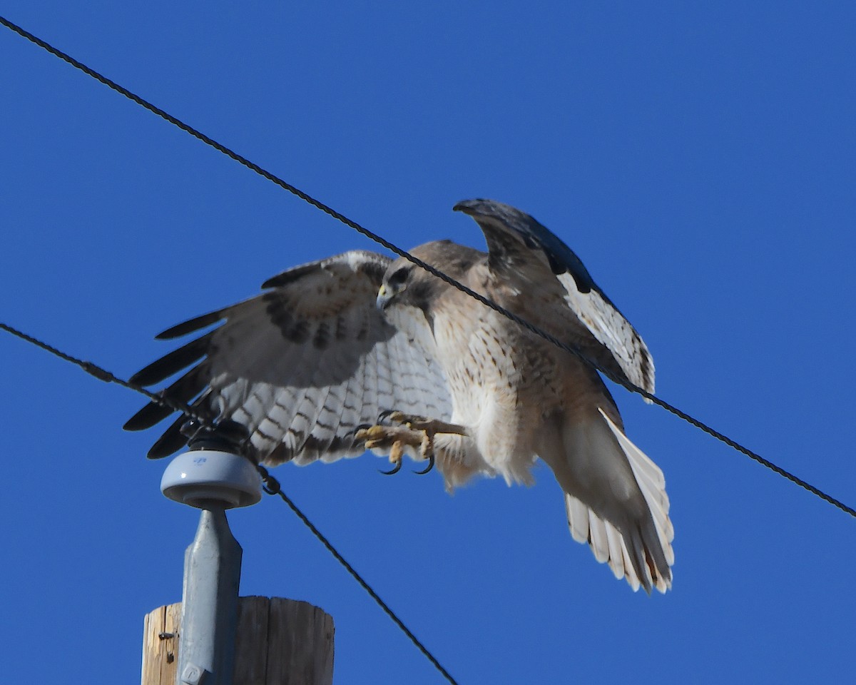 rødstjertvåk - ML646990530