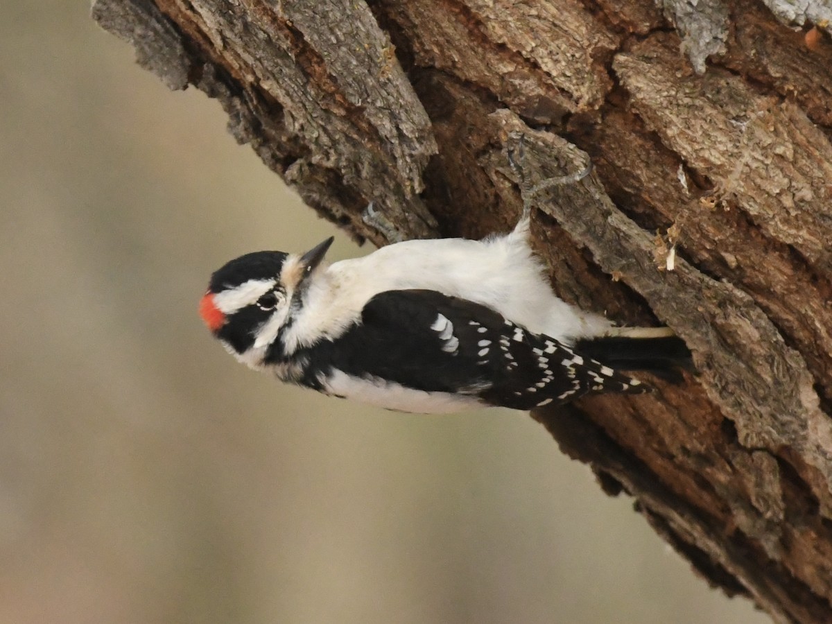 Pico Pubescente - ML646990533