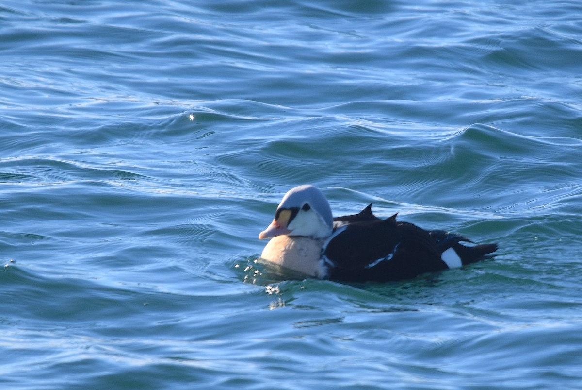 King Eider - ML646990535