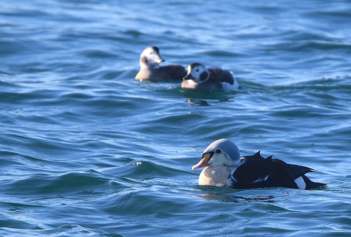 King Eider - ML646990536