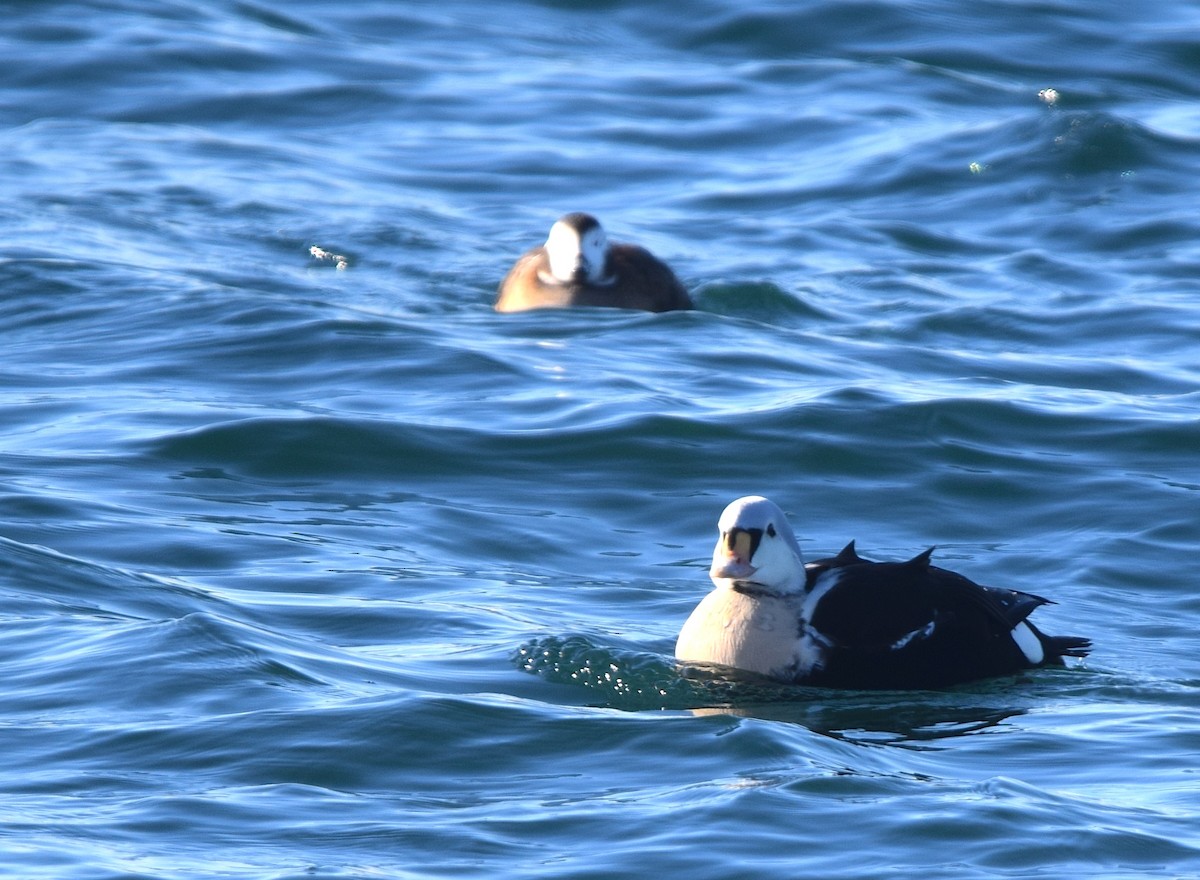 King Eider - ML646990537