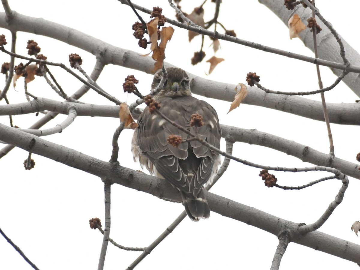 Esmerejón - ML646990539