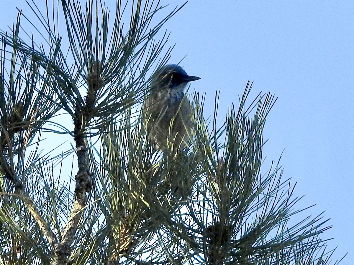 Woodhouse's Scrub-Jay - ML646990540