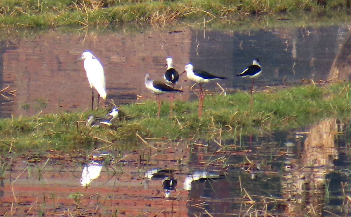 Zankaluze eurasiarra - ML646990541