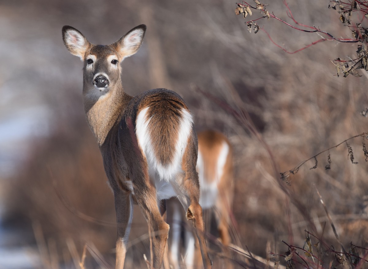 白尾鹿 - ML646990545