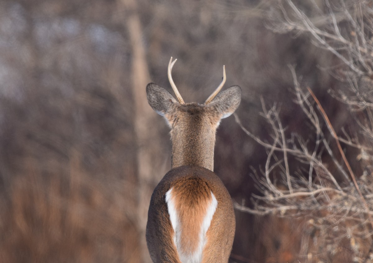 白尾鹿 - ML646990546