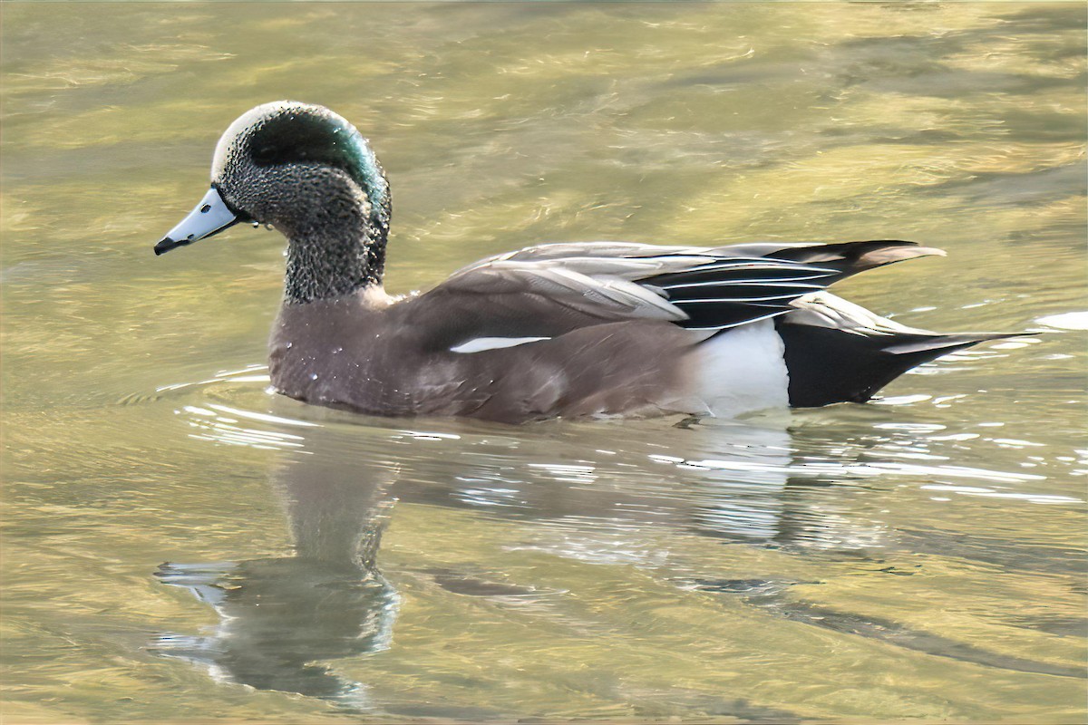 アメリカヒドリ - ML646990566