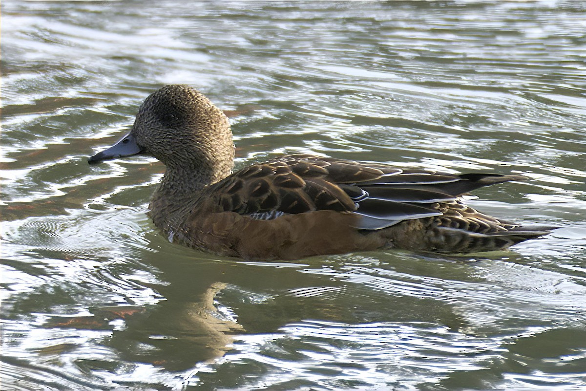 アメリカヒドリ - ML646990574