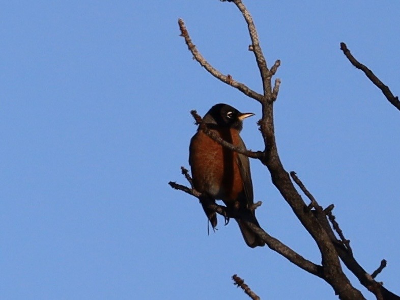 Zozo papargorria - ML646990575