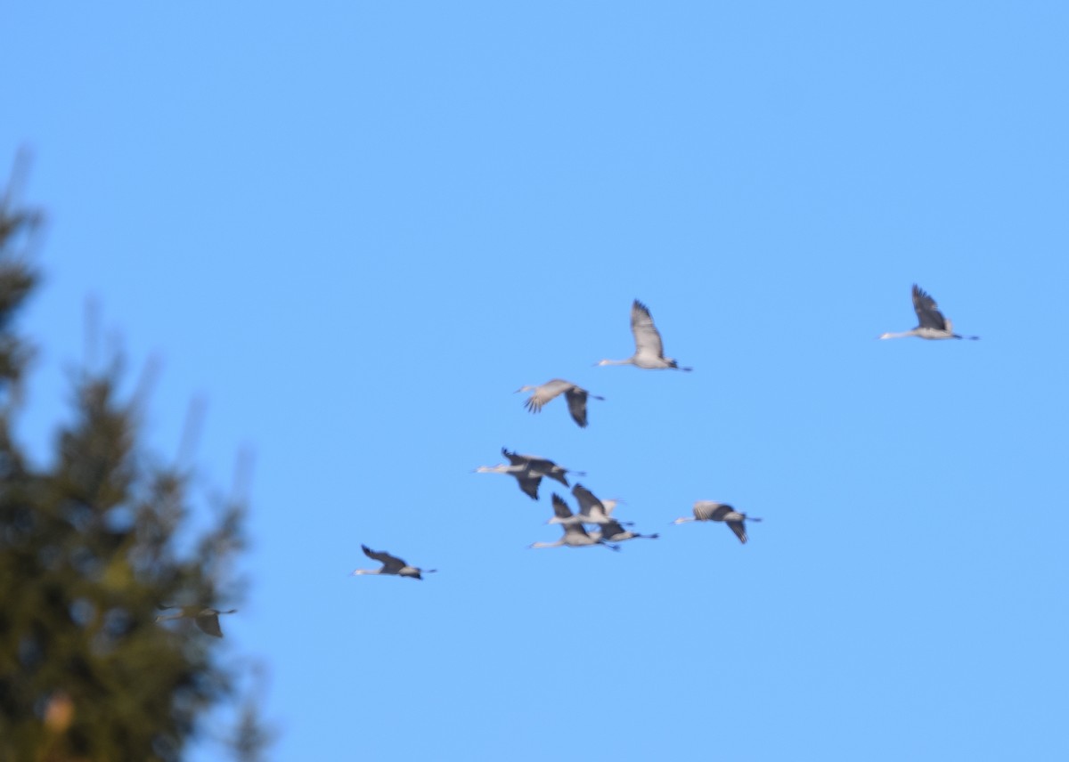 沙丘鶴 - ML646990576