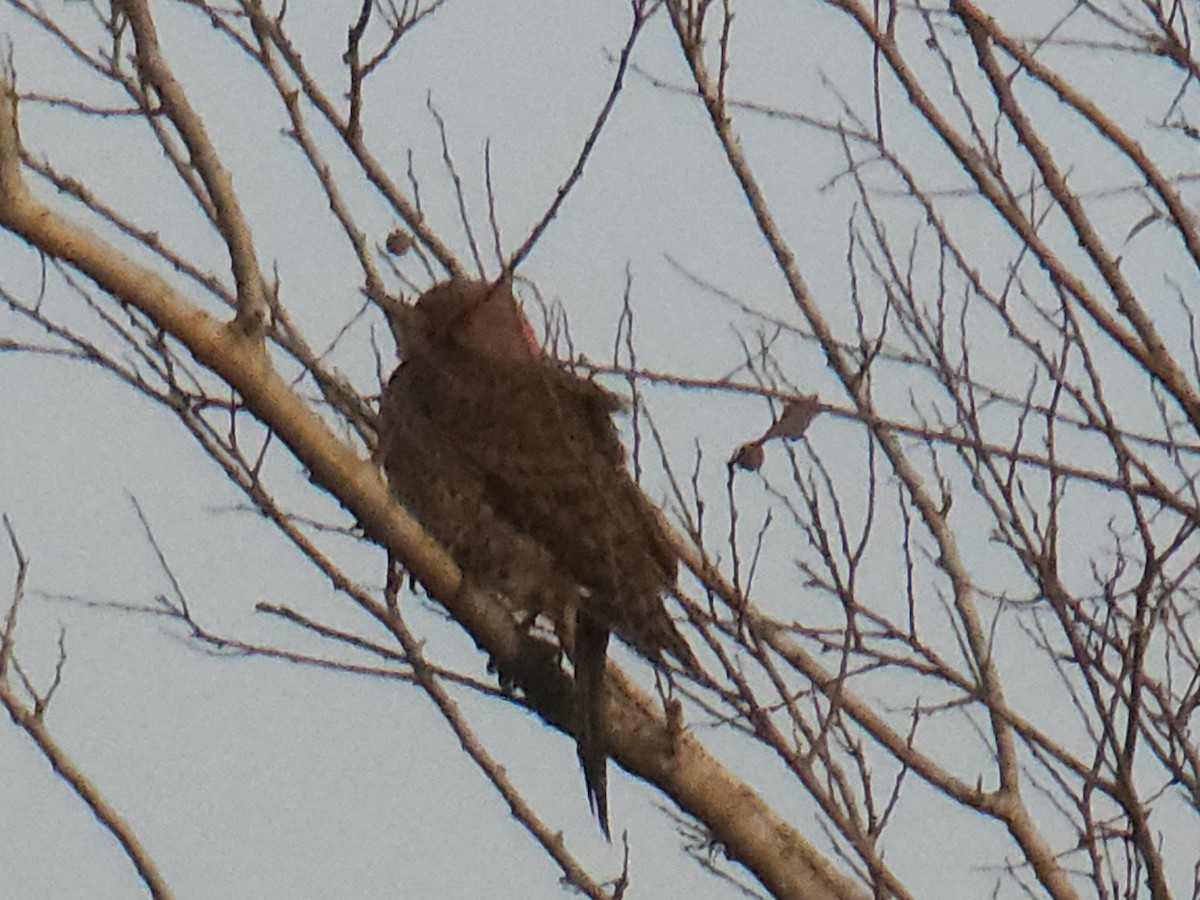 Northern Flicker - ML646990577