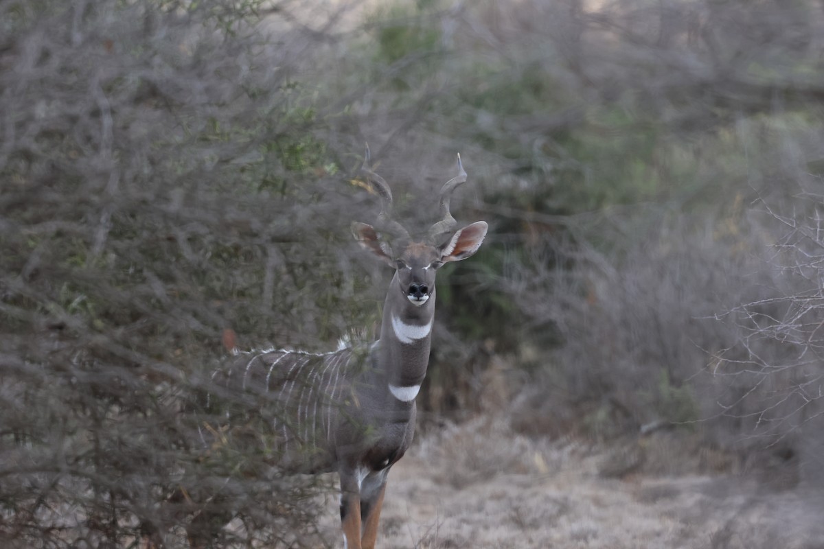 Lesser Kudu - ML646990580