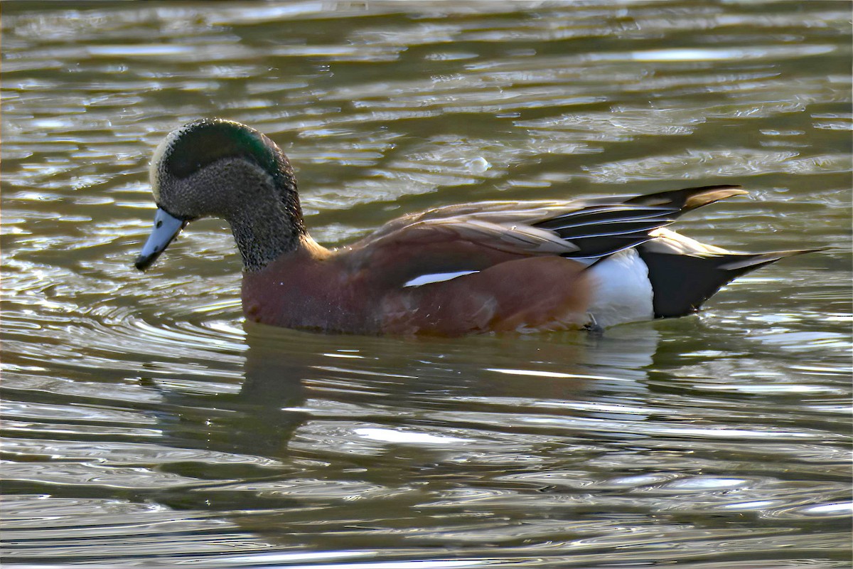 アメリカヒドリ - ML646990581