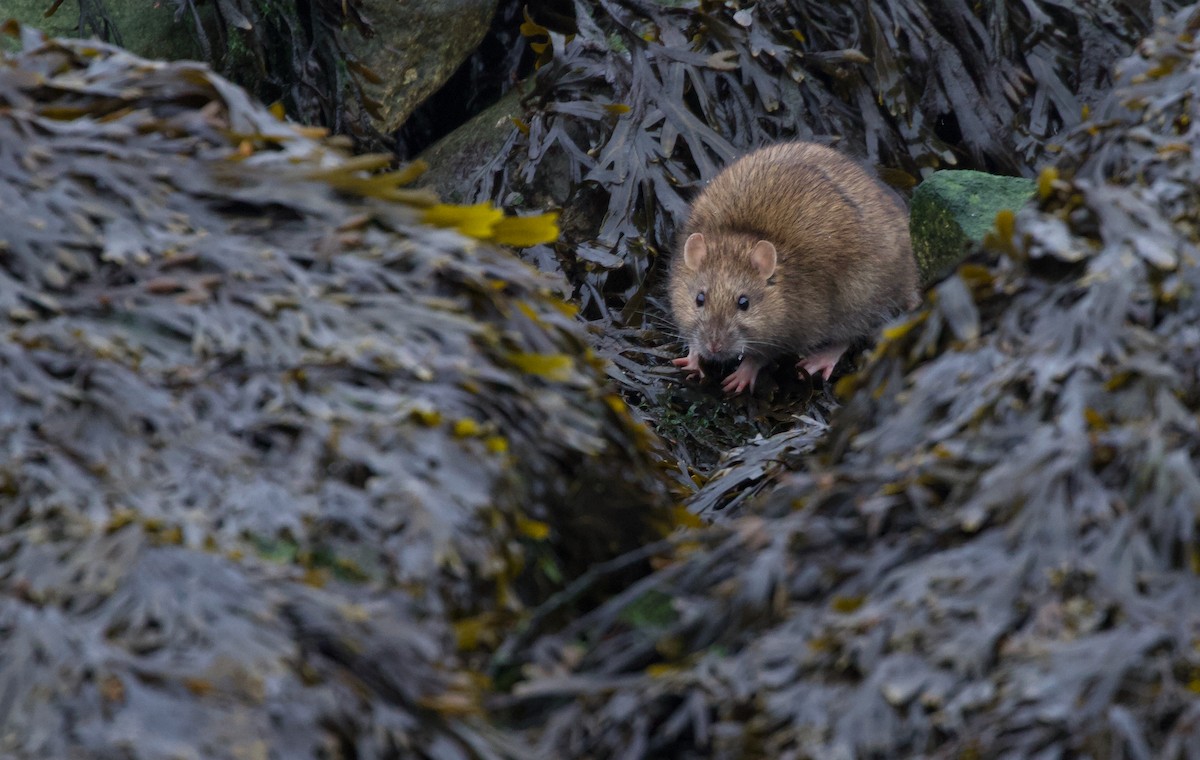 Surmolotto - ML646990582