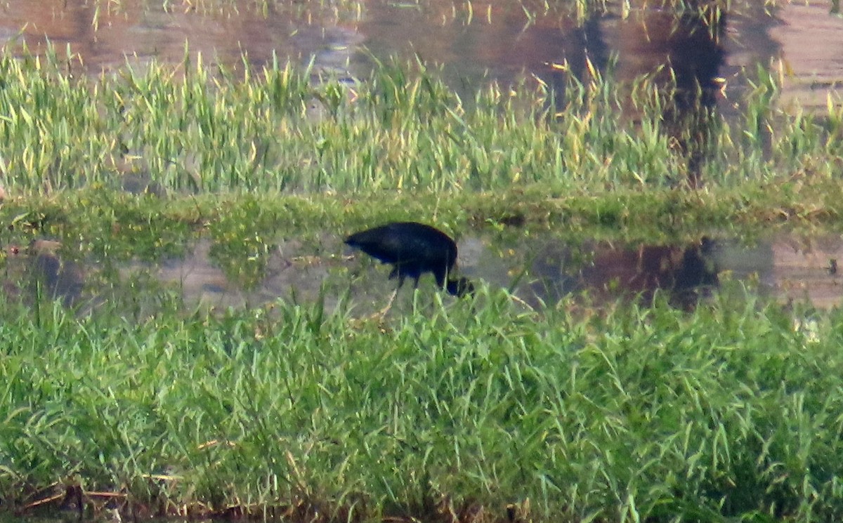 Beltzaran arrunta - ML646990583