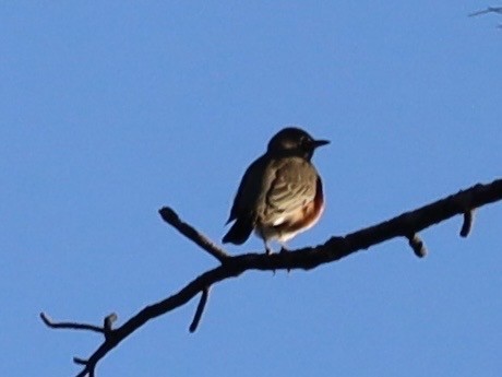 Zozo papargorria - ML646990585