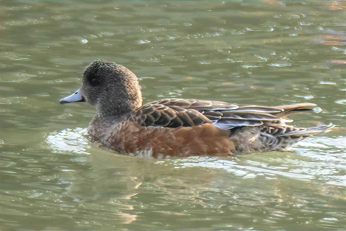 アメリカヒドリ - ML646990586