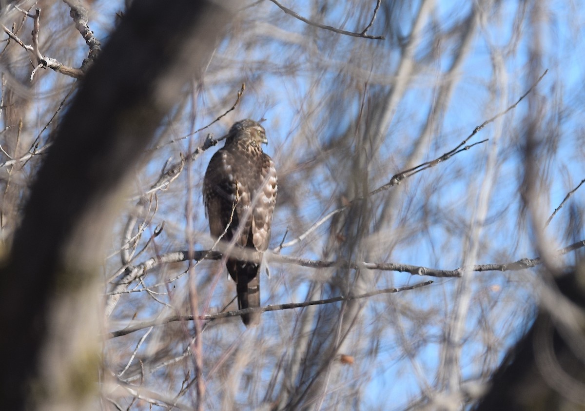 American Goshawk - ML646990587