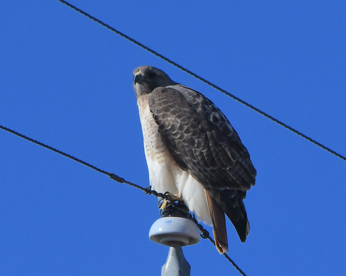 rødstjertvåk - ML646990589