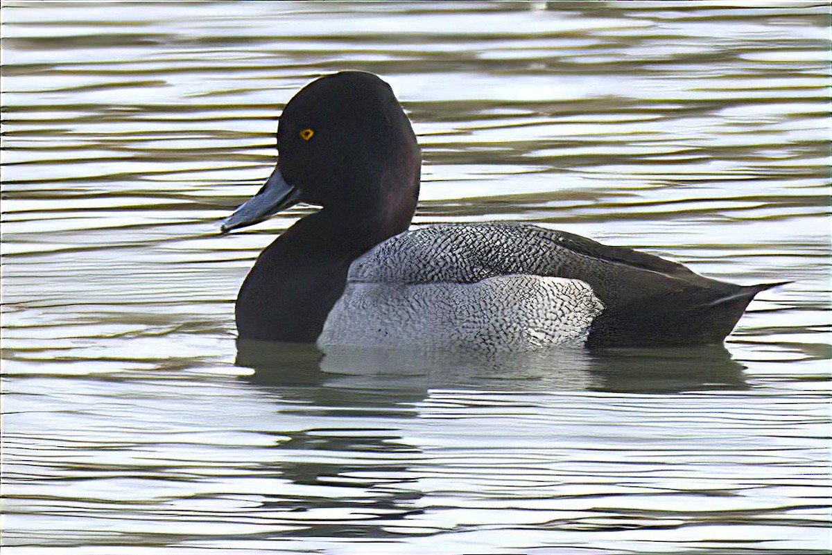 コスズガモ - ML646990590