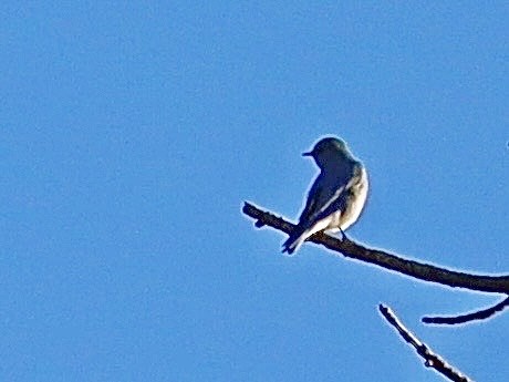 Mountain Bluebird - ML646990591