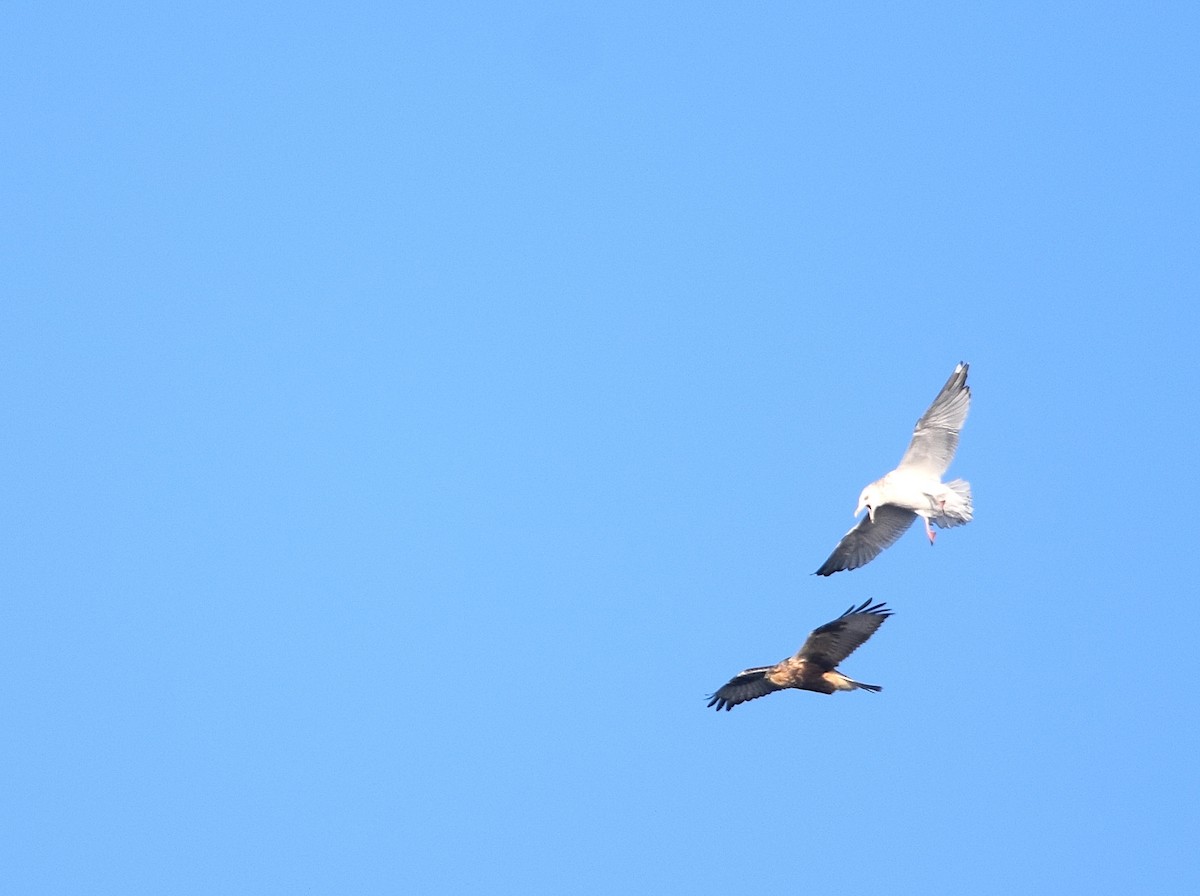 毛足鵟 - ML646990592