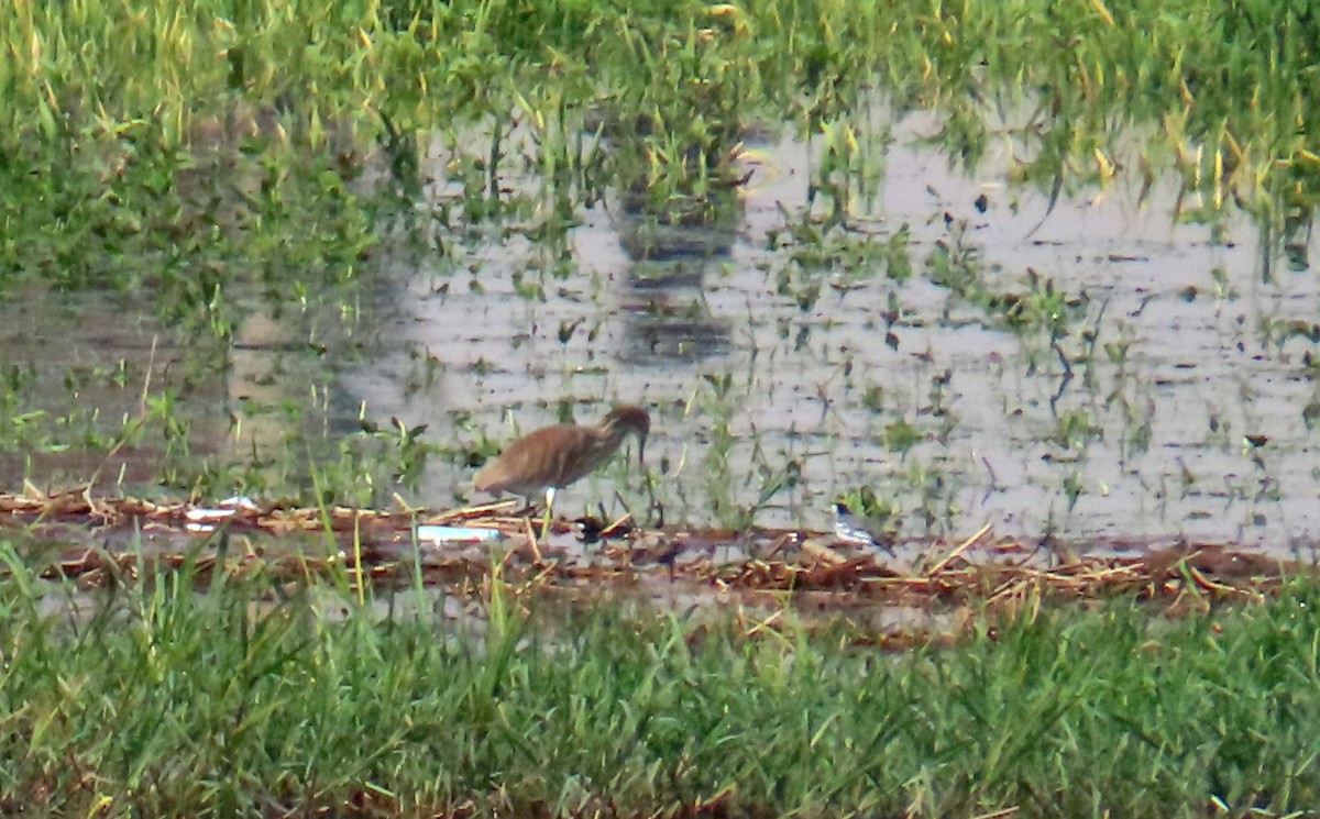 Koartzatxo karramarrozalea - ML646990595