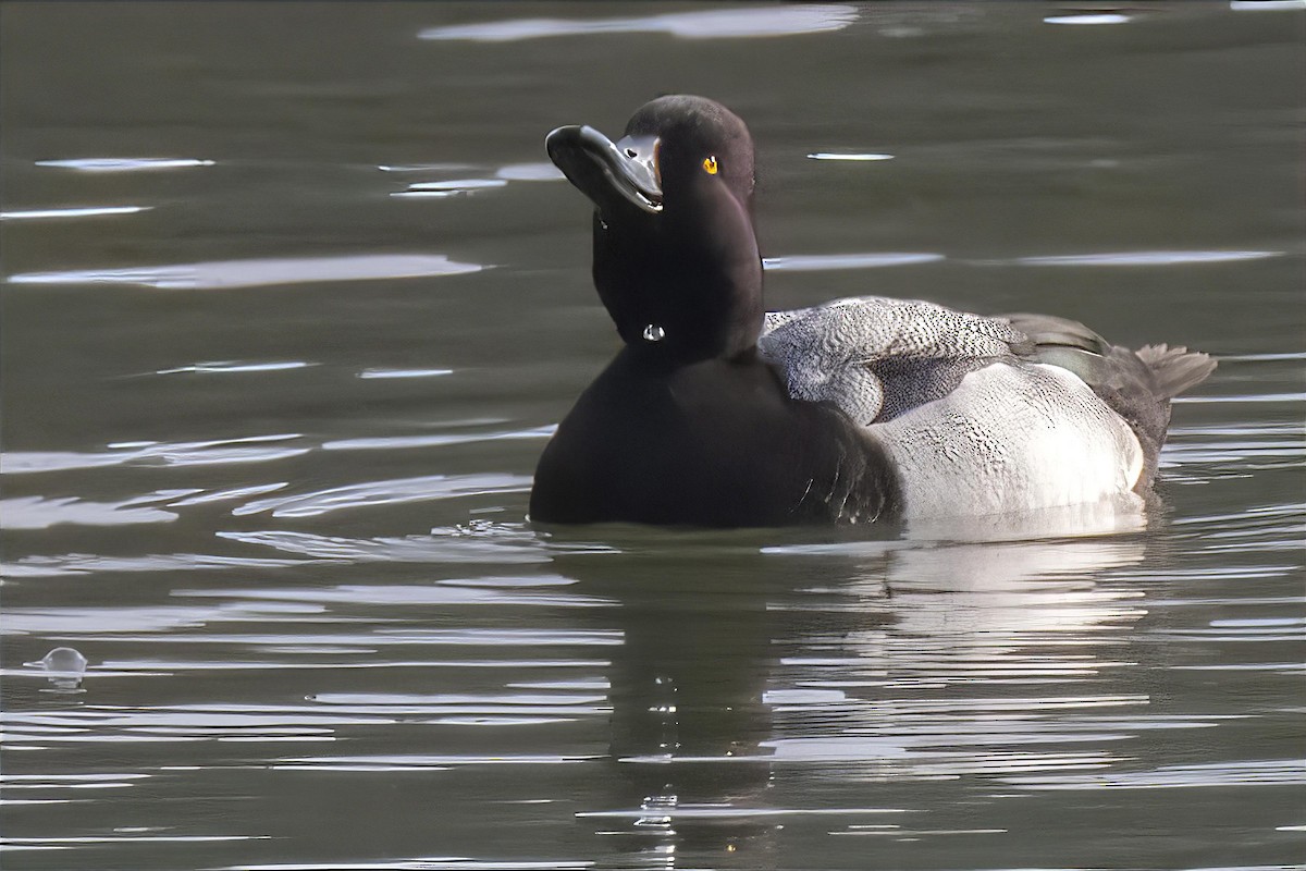 コスズガモ - ML646990597