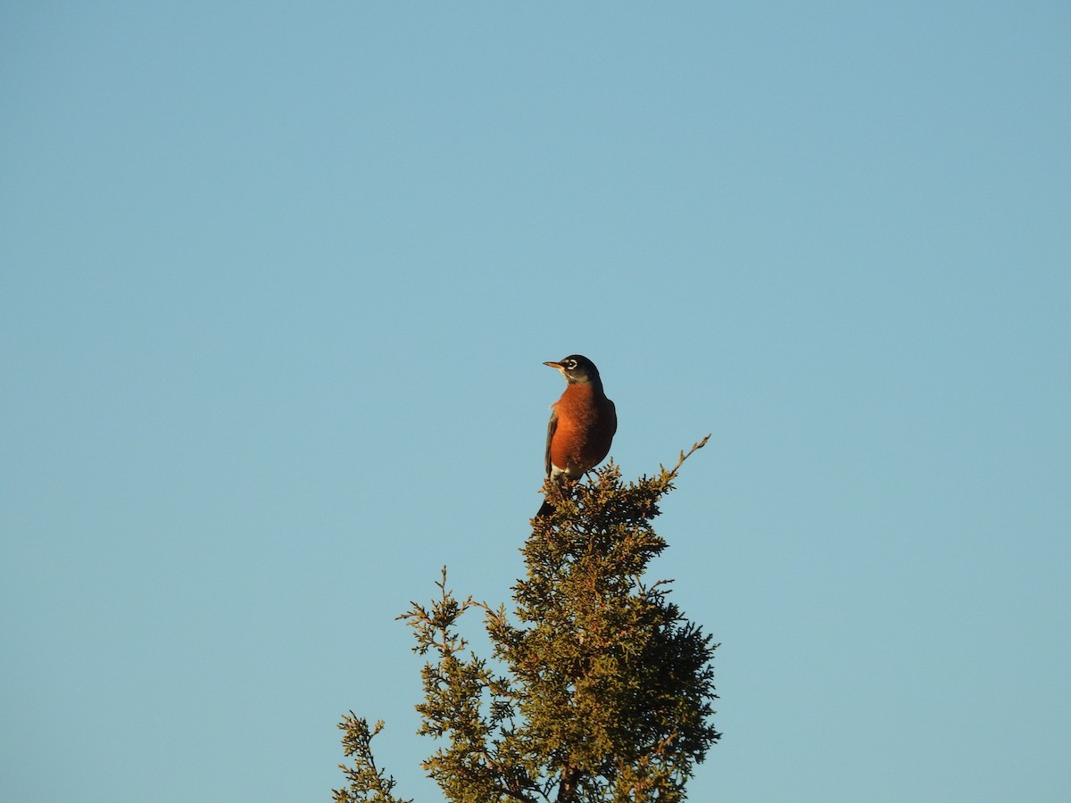 Zozo papargorria - ML646990599