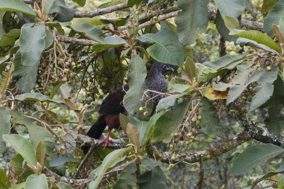 Andean Guan - ML646990600