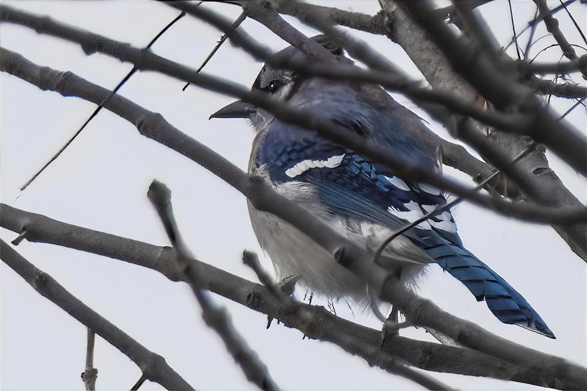 アオカケス - ML646990601