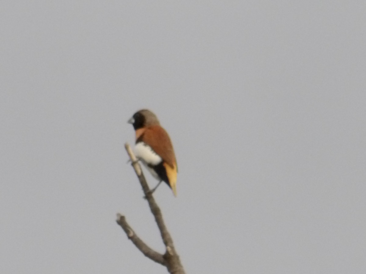 Chestnut-breasted Munia - ML646990602