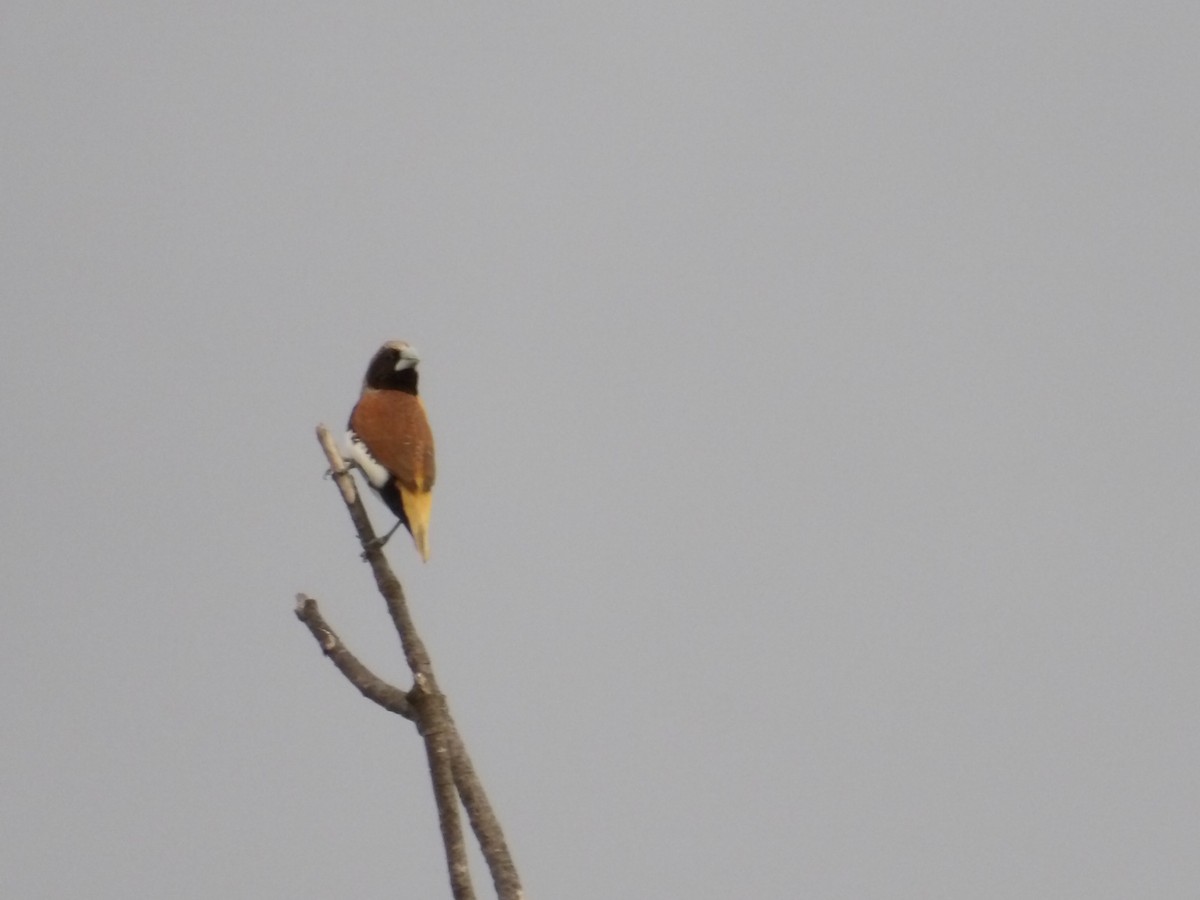 Chestnut-breasted Munia - ML646990603