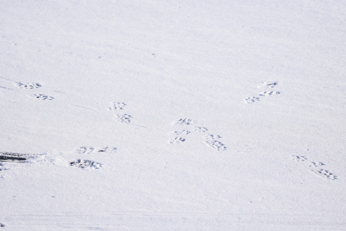 北美水獺 - ML646990604