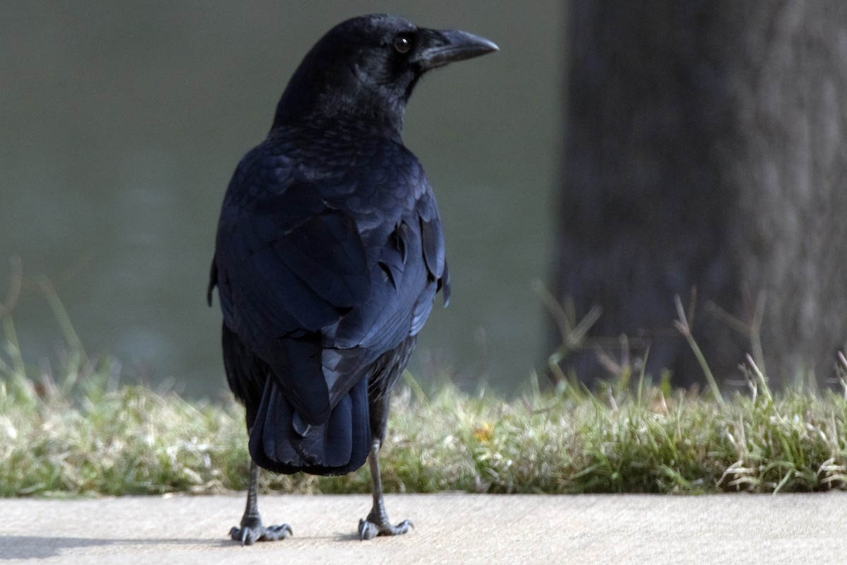 アメリカガラス - ML646990605