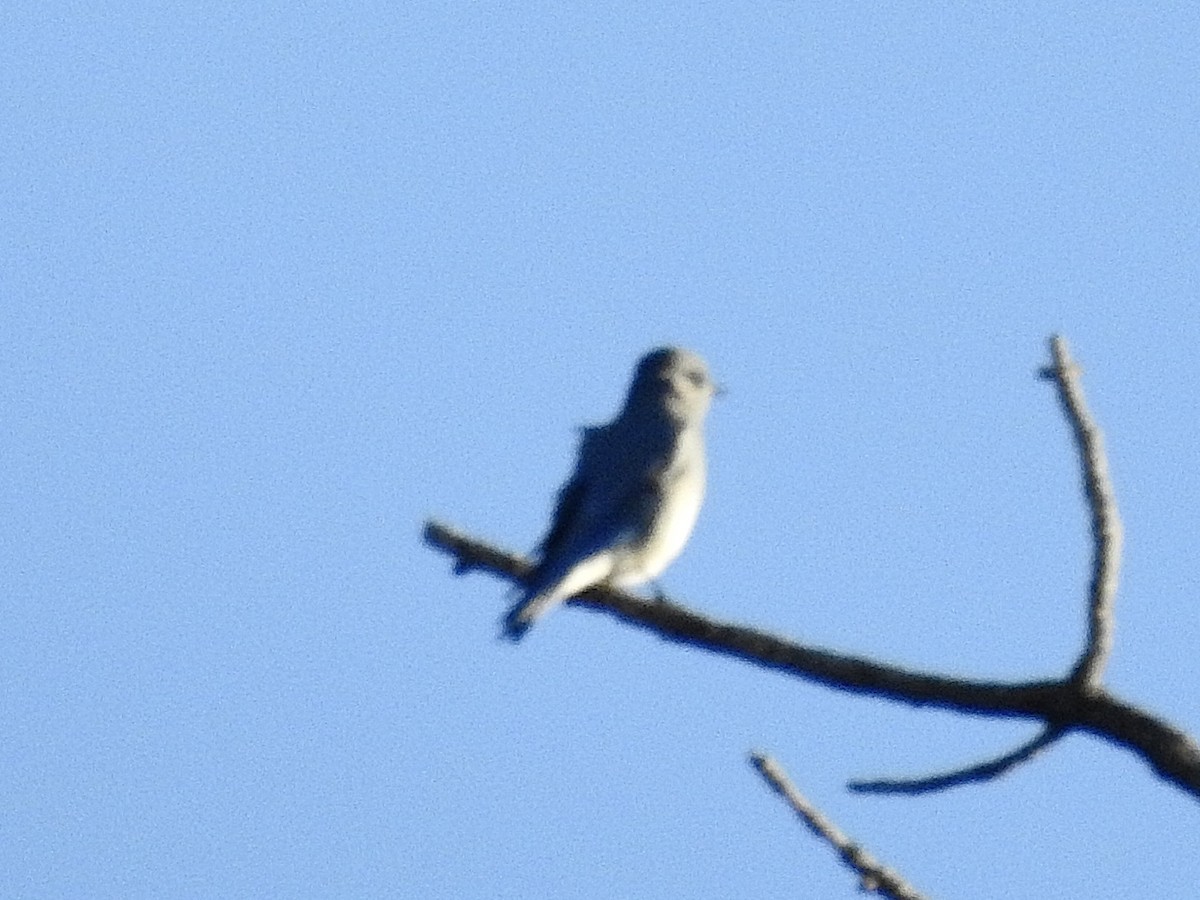 Mountain Bluebird - ML646990606