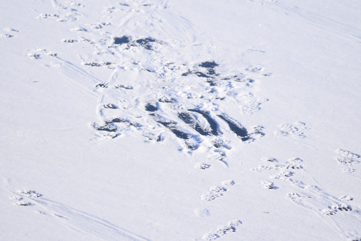 北美水獺 - ML646990607