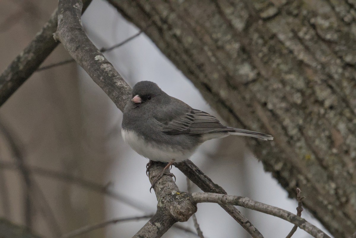 vinterjunko - ML646990608