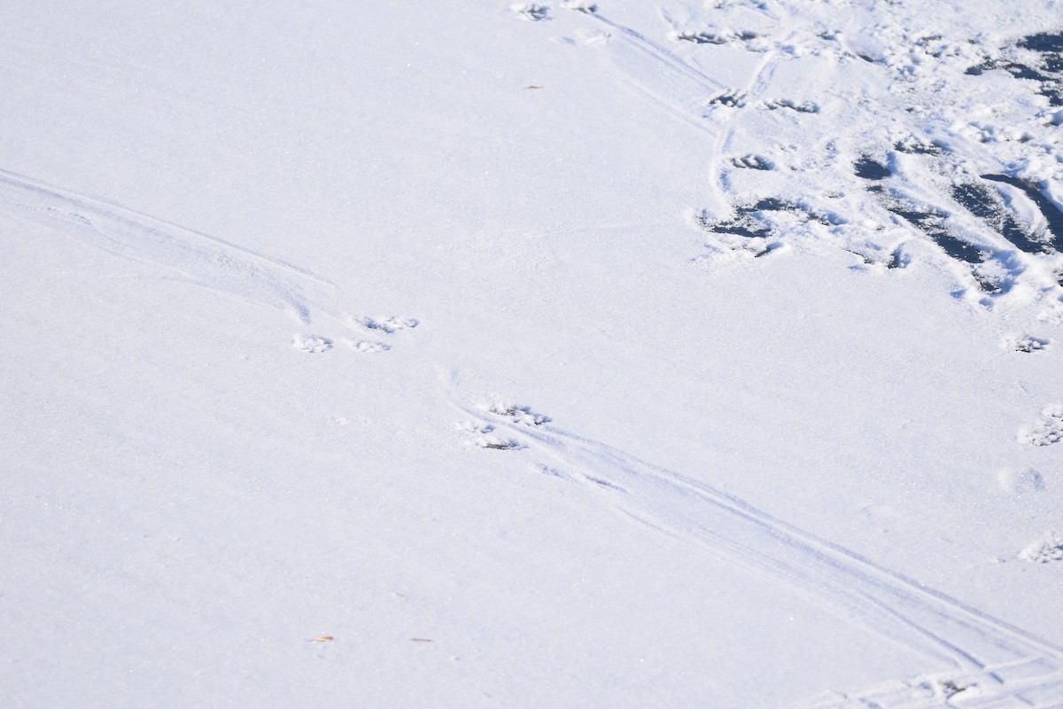 北美水獺 - ML646990609