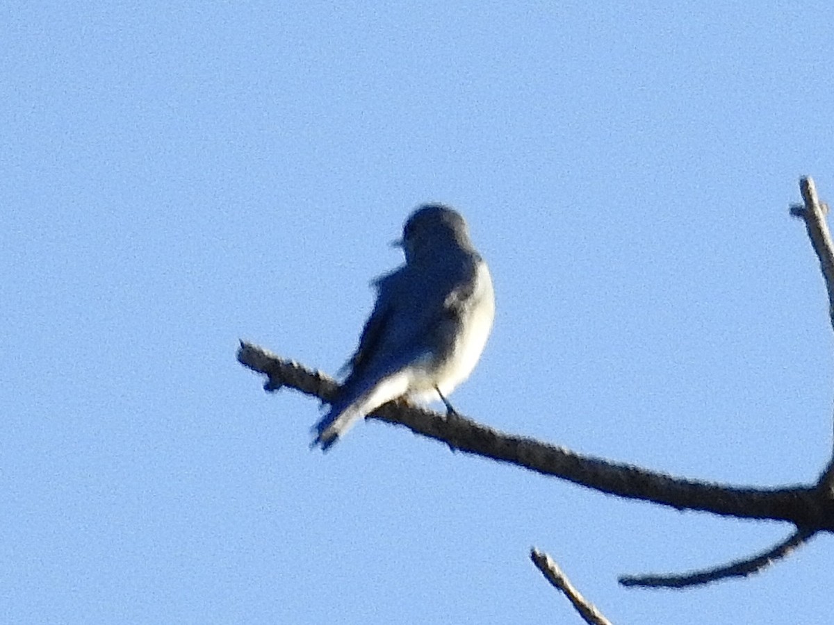 Mountain Bluebird - ML646990611