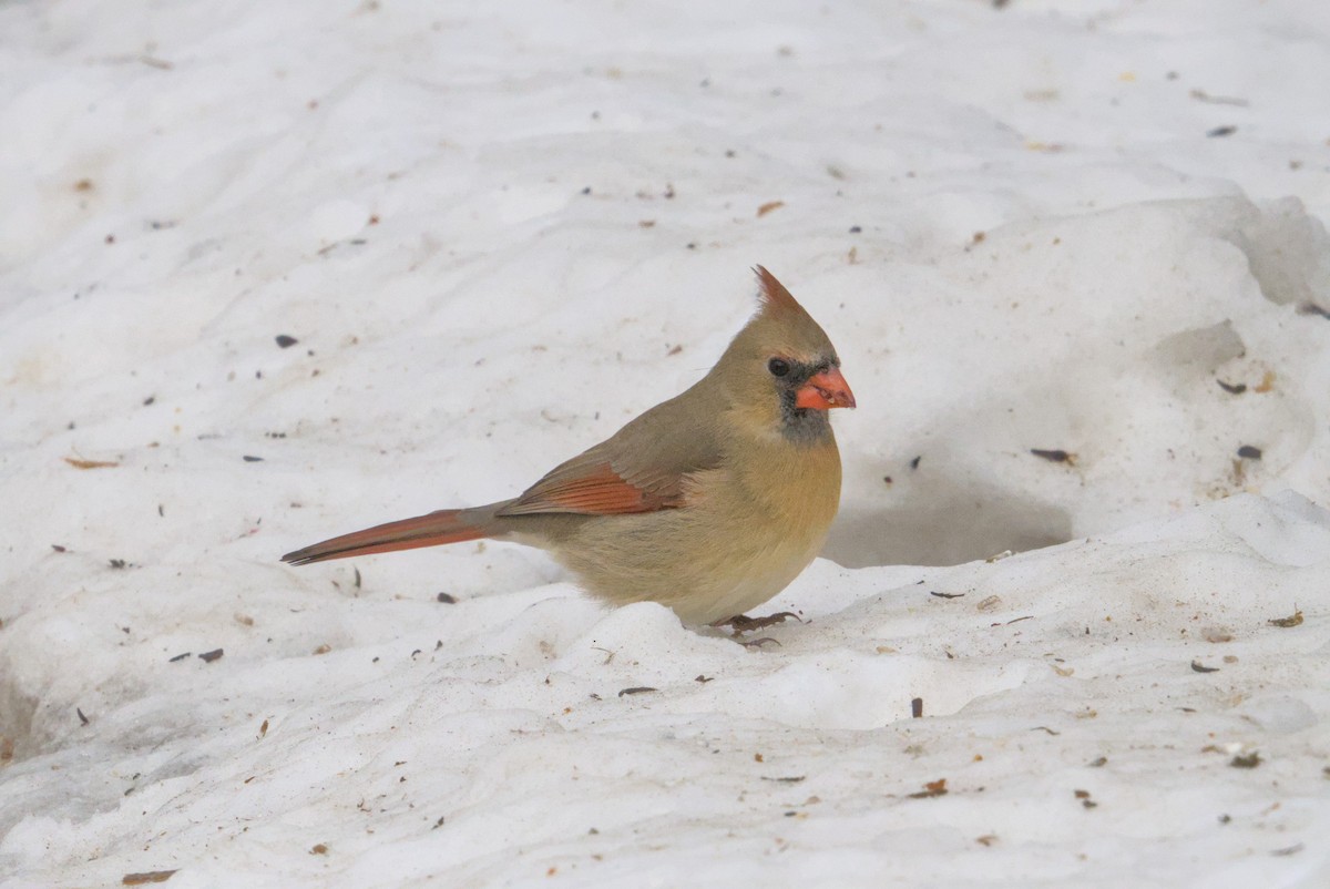 rødkardinal - ML646990612