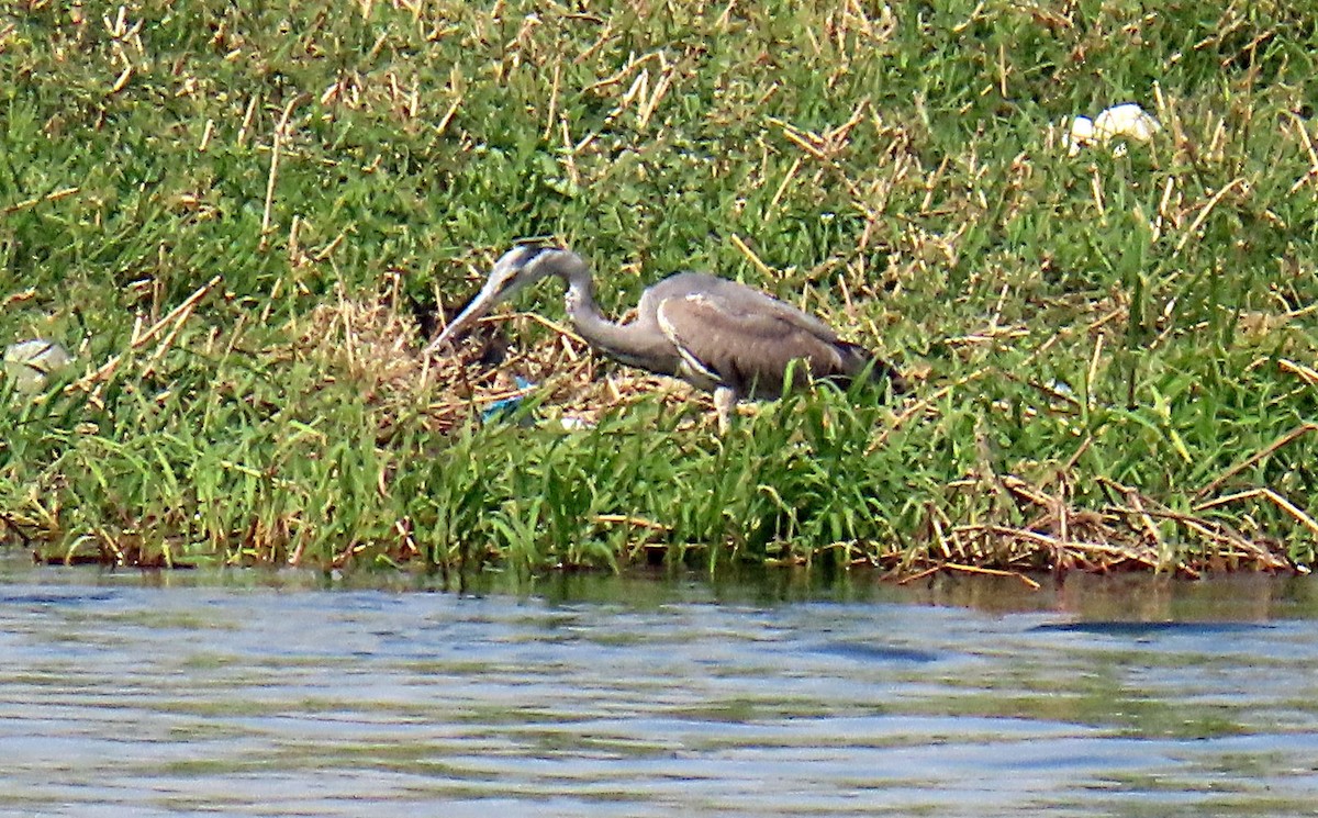 Koartza hauskara - ML646990613