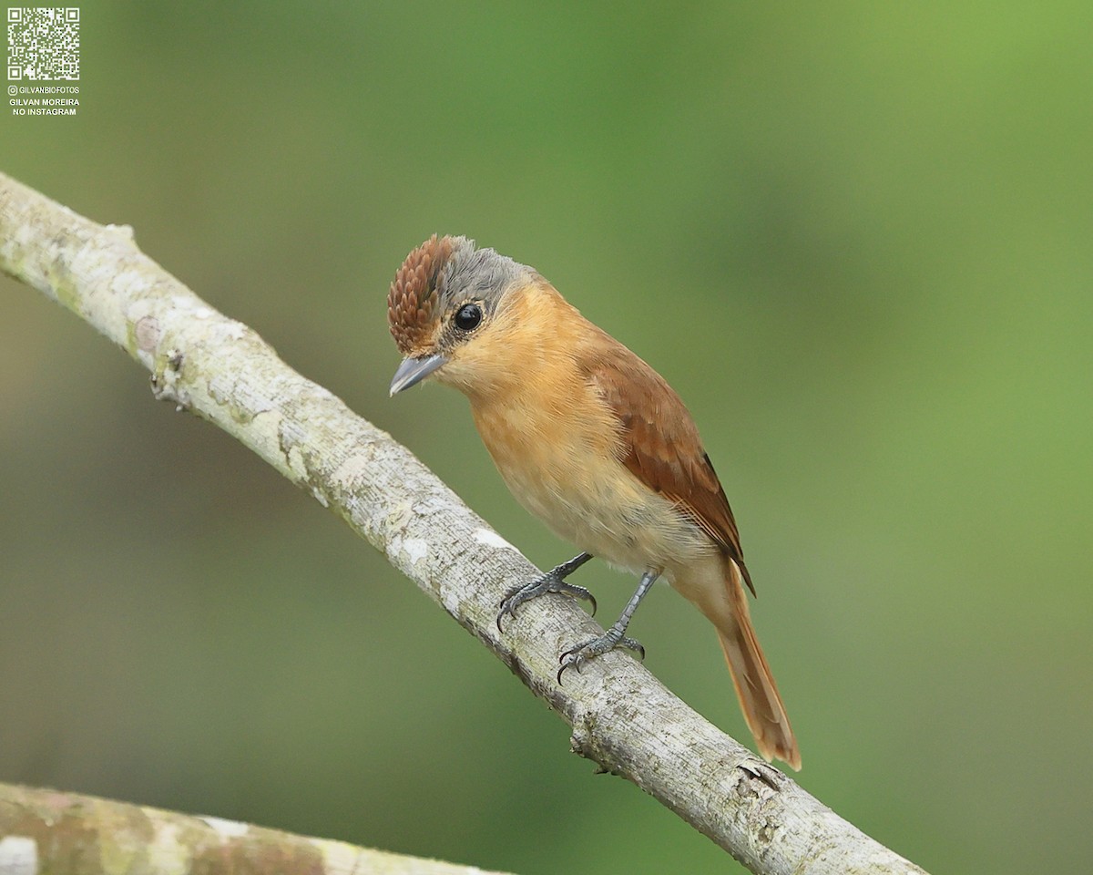 Каштановый бекард - ML646990614