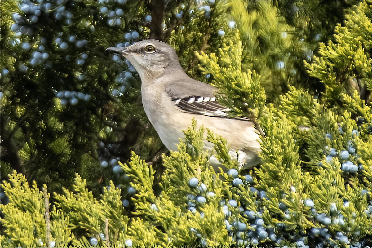 マネシツグミ - ML646990615