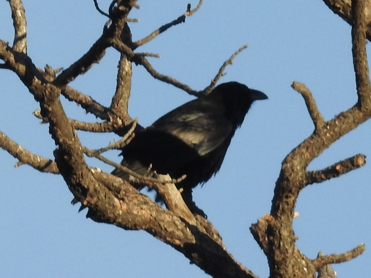 Erroi handia - ML646990616