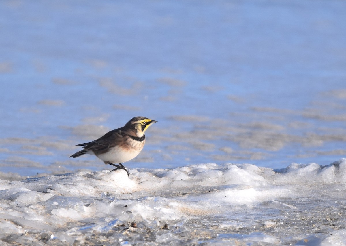 Horned Lark - ML646990617