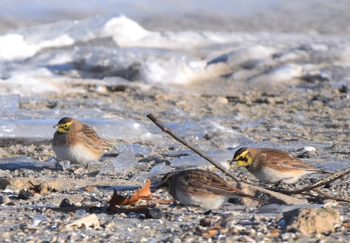 Horned Lark - ML646990618